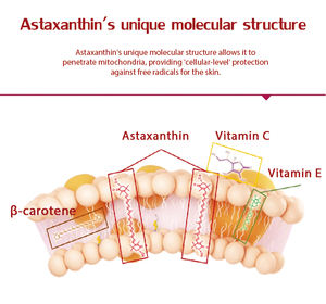 Hetchyn Astaxanthin Fornecedor Chinês Pó de Astaxantina Natural Pura Solúvel em Óleo Astaxantina 3% - Product Image 5