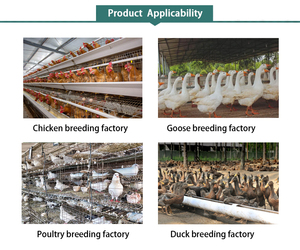 Additifs vitaminiques pour l'alimentation animale : Stimulateur de ponte pour poules, stimulateur de croissance pour poulets de chair, multivitamines pour la ponte, poudre soluble pour volailles et dindes - Product Image 6