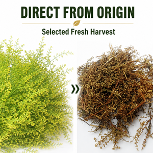 Artemisia Annua Biologica Essiccata Premium Qing Hao all'Ingrosso, <span class=keywords><strong>Erba</strong></span> Naturale di <span class=keywords><strong>Assenzio</strong></span> Dolce per Tè Salutari e Zuppe, OEM - Product Image 4