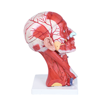 Modèle d'anatomie de la tête et du cou humains en 10 parties, avec muscles, vaisseaux et cerveau numérotés, pour l'éducation