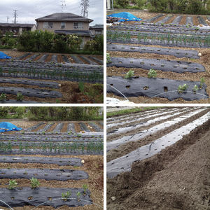 Feuilles <span class=keywords><strong>de</strong></span> <span class=keywords><strong>paillage</strong></span> des abeilles <span class=keywords><strong>de</strong></span> jardin Tomate agricole biodégradable Best Seller <span class=keywords><strong>Film</strong></span> <span class=keywords><strong>de</strong></span> paillis plastique agricole <span class=keywords><strong>Film</strong></span> <span class=keywords><strong>de</strong></span> paillis noir argenté - Product Image 2