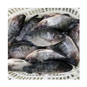 Dondurulmuş balık Tilapia bütün yuvarlak IQF balık toptan fiyat