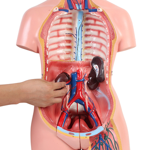 Equipo de ayuda para enseñanza de órganos médicos, esqueleto, cuerpo médico, anatomía, <span class=keywords><strong>torso</strong></span> humano - Product Image 4
