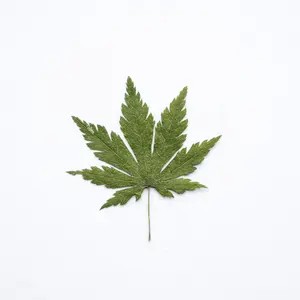 Natural Real Dried Pressed Maple Leaf Pressed Flowers Plant Flower Specimens Dried Maple Leaves Sticker for Epoxy Flower