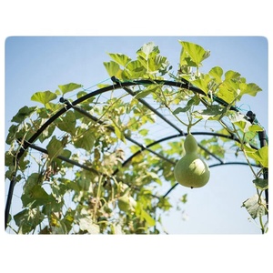 Treillis de jardin pour concombres avec filet d'escalade pour tomates, aubergines et légumes grimpants - Product Image 6