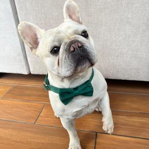 Adjustable Velcro <b>Dog</b> Bow Tie Fashion <b>Large</b> Pet Bowtie Big <b>Dog</b> Accessory for Holiday Party Daily Decoration - Product Image 4