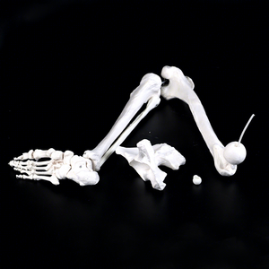 Modelo de Esqueleto Pélvico del Miembro <span class=keywords><strong>Inferior</strong></span> Derecho con Anotaciones de Conexión para Entrenamiento y Enseñanza de Anatomía Ortopédica - Product Image 1