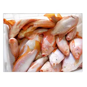 عالية الجودة الأحمر المجمدة البلطي جولة كاملة/الطازجة سمك بلطي جاهزة للتصدير
