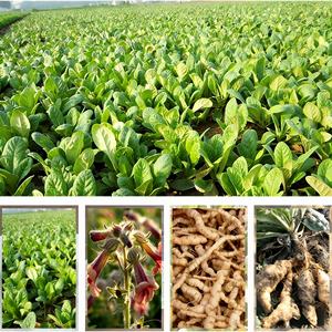 Atacadista de Ervas Naturais: Fatias de Raiz de <span class=keywords><strong>Rehmannia</strong></span> Glutinosa (Sheng Di Huang) Secas e Crus, Marca Própria - Product Image 3