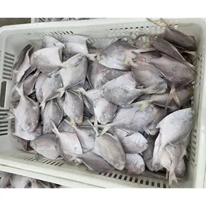 Pompano argenté congelé exportation de poisson pomfret blanc congelé rond entier poisson pomfret blanc congelé 300-400 grammes