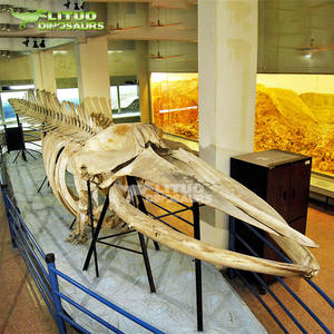 <span class=keywords><strong>Esqueleto</strong></span> de <span class=keywords><strong>Ballena</strong></span> de Tamaño Real para Exhibición en Museo, Vida Marina - Product Image 5