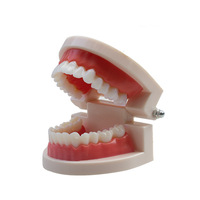 Modèles anatomiques dentaires, modèles de dents, aides pédagogiques pour empreintes dentaires, modèles de cavité buccale pour la pratique du brossage en maternelle