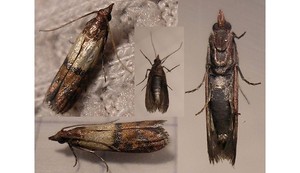 Leurre phéromone anti-<span class=keywords><strong>mites</strong></span> <span class=keywords><strong>alimentaires</strong></span> pour <span class=keywords><strong>la</strong></span> mite de <span class=keywords><strong>la</strong></span> <span class=keywords><strong>farine</strong></span> méditerranéenne et <span class=keywords><strong>la</strong></span> mite de <span class=keywords><strong>la</strong></span> <span class=keywords><strong>farine</strong></span> indienne |   Efficace contre les parasites des entrepôts et des stocks - Product Image 3