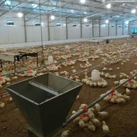 Rôtissoire automatique de poulet, équipement pour élevage de volaille, service après-vente et nouveau usage, 2020