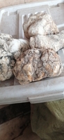 1KG de Hongo Eburiko Seco, Conk Crudo, Hongo Agarikon Natural Seco Entero en Venta