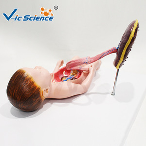 Modèle de circulation sanguine fœtale, modèle de cordon ombilical et de placenta pour nouveau-né, organes internes du nourrisson (détachables et - Product Image 3