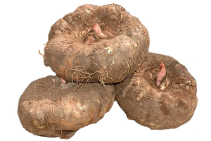 Hala Koosjer Gmp Gecertificeerd Food Grade Konjac Extract 90% Konjac Glucomannan Gratis Monster Springjia Bio-Tech - Product Image 2