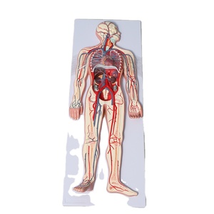 Modèle Anatomique Complet des Organes Viscéraux, Cardiaques et Vasculaires pour l'Enseignement, Système Circulatoire Humain - Product Image 1