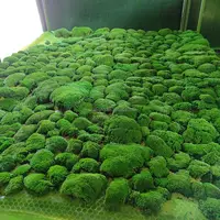 Whole Moss Balls Wholesale Can Make Any Space Beautiful and Vibrant 