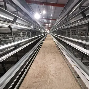 Automated gabbia di pollo pollame uovo strato multilivello in ghana