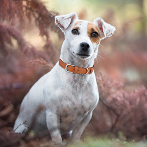 Có thể điều chỉnh mềm PU da <span class=keywords><strong>Dog</strong></span> & mèo cổ áo thoải mái chống Choke Thiết kế với phong cách rắn màu Pet <span class=keywords><strong>collars</strong></span> - Product Image 5