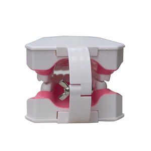 Modelo de Salud Dental Infantil (Escala 2x) de Plástico, Guía de Cepillado Bucal, Instrumento de Enseñanza, Arco Dental, Cepillado Efectivo - Product Image 1