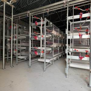 אוטומטי h-סוג הנחת תרנגולת סוללה מיצרן מהימן עבור חקלאות עופות ב enegal - Product Image 6