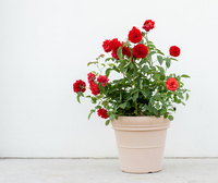 Pots de fleurs en plastique bon marché en gros, grands, modernes, minimalistes, avec trou de drainage, pour la décoration des plantes à la maison et au jardin