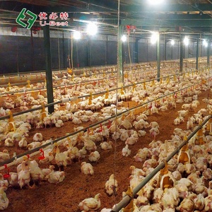 Được Thiết Kế Hoàn Chỉnh Kiểm Soát Gia Cầm Nhà Kho Thép Đúc Sẵn Kết Cấu Gà Nhà Mới Tự Động Trang Trại Xây Dựng Nhà Ở - Product Image 6