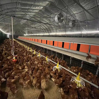 Nouvelle conception de ferme avicole avec système d'élevage automatique en métal et plastique pour poulets, canards, oies et dindes