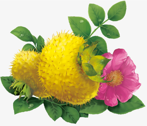 Food Grade <strong>Natural</strong> Roxburgh <strong>Rose</strong> Herbal <strong>Extract</strong> Powder CAS 9054-89-1 Core Pure Brand in 25kg Drum Packaging - Product Image 3