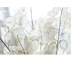 Fleur séchée naturelle Lunaria pour la décoration intérieure - Product Image 1