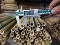 Tongkat Bambu Antiseptik Warna Kuning Muda 213cm 22-24mm untuk Penyangga Bunga & Tanaman di Kebun