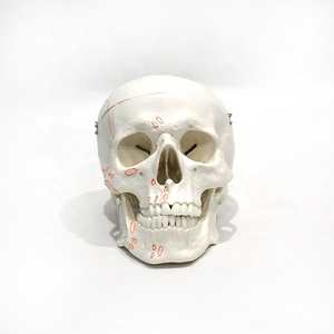 Modelo de Cráneo Humano con Marcas de Origen e Inserción Muscular, Puntos de Anclaje Muscular Craneal, Ayuda Didáctica de Anatomía, CE/ISO/ROHS/CNAS - Product Image 2