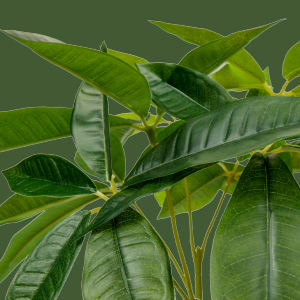 Albero Feng Shui Tik Tok per la Fortuna, Pianta Artificiale in Vaso, Albero <span class=keywords><strong>Pachira</strong></span> Finto, Regalo Portafortuna per Decorazione Casa e Ufficio - Product Image 5