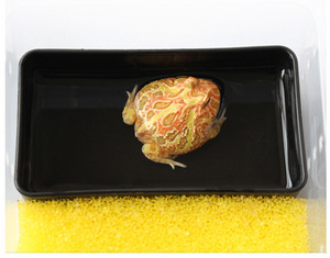 Contenitore Rettangolare in Plastica Nero/Bianco a Due Scomparti per Vermi d'Acqua e Mealworm, Mangiatoia per Rettili, Gechi, Lucertole e Tartarughe - Product Image 3