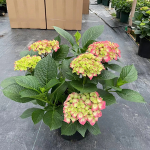 Hortensia <span class=keywords><strong>Macrophylla</strong></span>, Variedades Surtidas, Diferentes Tamaños, Perenne, Colorida, Hecha a Mano, Realista, Ramo de Flores Secas, Graduación - Product Image 4