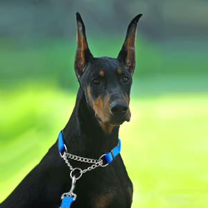 चिंतनशील कुत्ते बिल्ली कॉलर पिल्ला चिहुआहुआ बुलडॉग आउटडोर चलने समायोज्य पोर्टेबल विरोधी काटने कॉलर प्रशिक्षण - Product Image 2