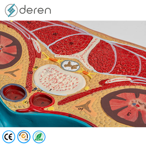 Modèle de section transversale de l'abdomen grandeur nature en PVC souple de qualité médicale, structures anatomiques détaillées pour l'étude des compétences cliniques - Product Image 4