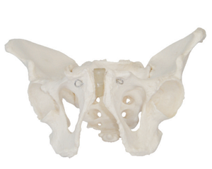 Nuevo modelo de demostración de pelvimetría, modelo de enseñanza anatómica pélvica - Product Image 2