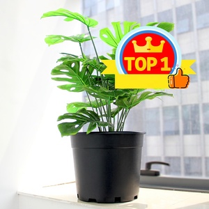 Hot sale plastic black 2 gallon flower pot tree pot