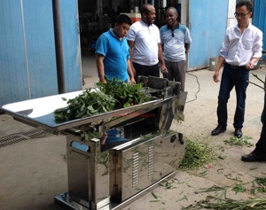 Thảo mộc máy cắt cho thơm thảo mộc trà lá cắt máy - Product Image 6