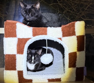 Atacado Luxo Bonito Novo Design Tecido Dobrável Cat <span class=keywords><strong>Scratcher</strong></span> Cat Play House Cama Interior - Product Image 6