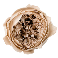 Fournisseur direct d'usine chinoise – Têtes de roses Austin préservées, fraîches et séchées, 4-5 cm – Fleurs en gros pour décorations de Noël et de mariage
