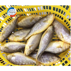 China suministra alta calidad IQF Frozen Yellow Croaker Fish Whole & Guteed Farm Fish con el mejor precio <span class=keywords><strong>para</strong></span> la venta - Product Image 5