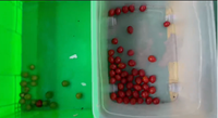 Trieuse automatique de fruits et légumes par forme et couleur avec une précision de 99,99 %, capacité de 800-1000 kg/h, éclairage LED