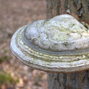 アガリコンマッシュルーム シリマリン60% 食品グレード ハーブ植物エキス粉末 ハラール認証 OEM 大量供給 - Product Image 3