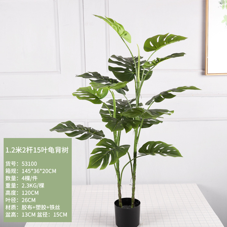 Monstera deliciosa à 2 tiges de 1,2 mètre de haut, 15 feuilles