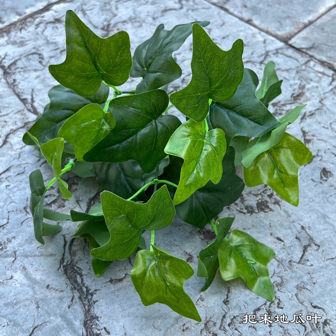 Sweet potato leaves