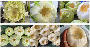 Trituradora de Vegetales, Máquina para Desmenuzar Col, Col China, Rábanos y Col Morada, Equipo de Procesamiento de Frutas y Verduras - Product Image 6
